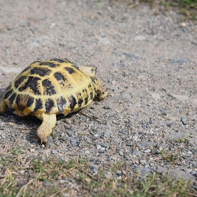 砂利道を歩く小さいリクガメの写真