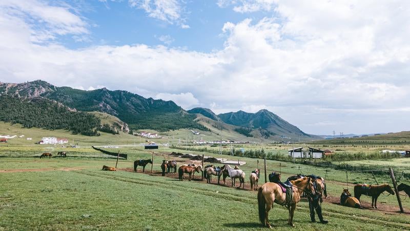 モンゴルの広大な草原風景と草を食む馬の群れの写真