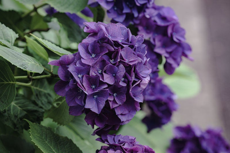 梅雨時に咲く紫色の紫陽花の写真