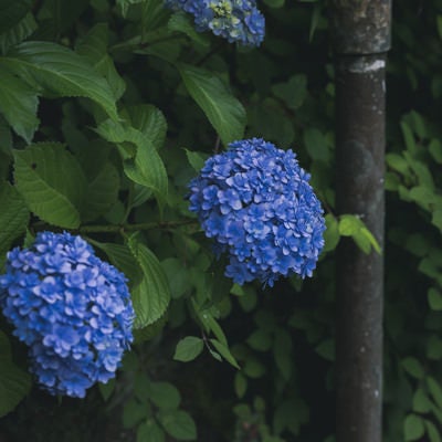 古びた鉄パイプと紫陽花の写真