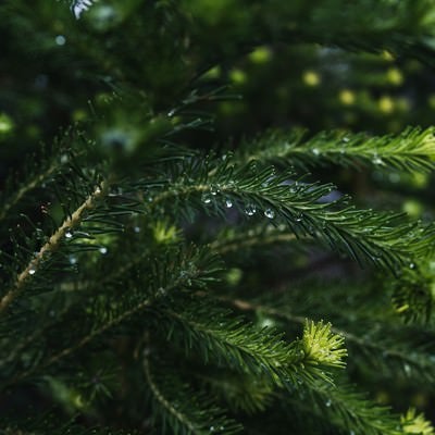 枝に残る雨粒の写真