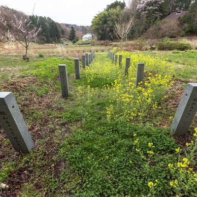 春の草花と奉納石柱の写真