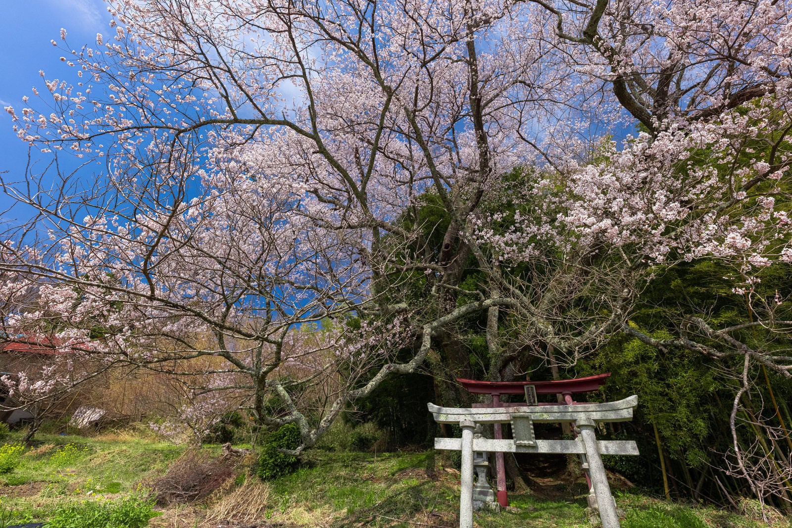 「花を付ける桜と鳥居（子授け櫻）」の写真