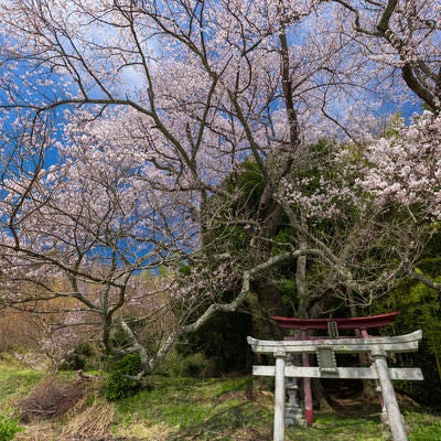 花を付ける桜と鳥居（子授け櫻）の写真