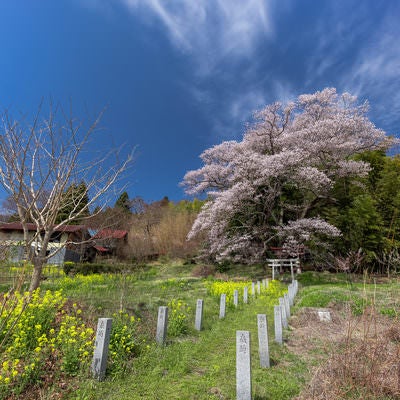 奉納石柱と菜の花の先に構える鳥居と子授け櫻の写真