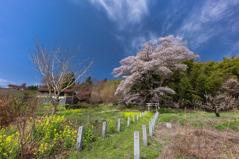 奉納石柱と菜の花の先に構える鳥居と子授け櫻の写真