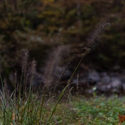 細い毛が伸びる雑草の写真