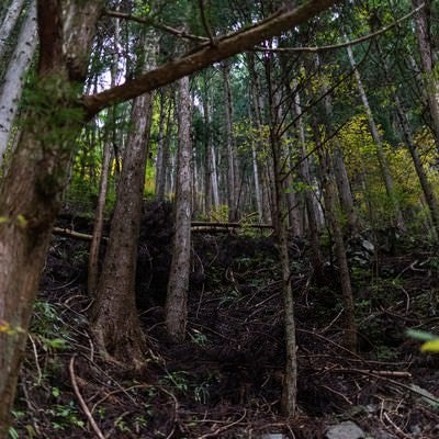 傾斜に育つ杉林の写真