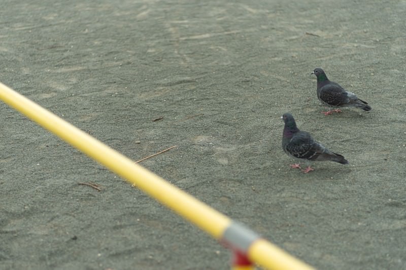 仲良しの２羽の鳩さんの写真