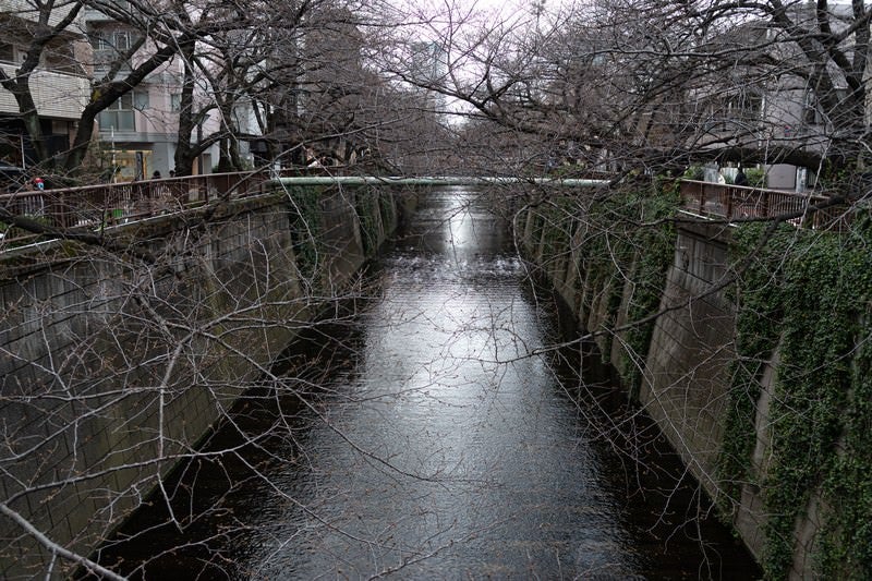 開花前の目黒川の様子の写真