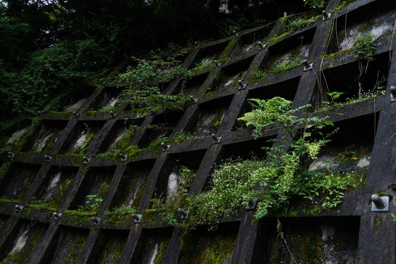 立ち塞がる苔むす擁壁の写真