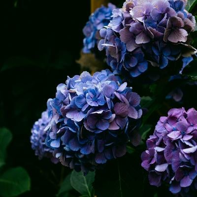 梅雨時期の紫陽花の写真