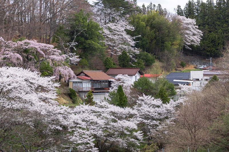 春が訪れる民家と伊勢桜の風景の写真