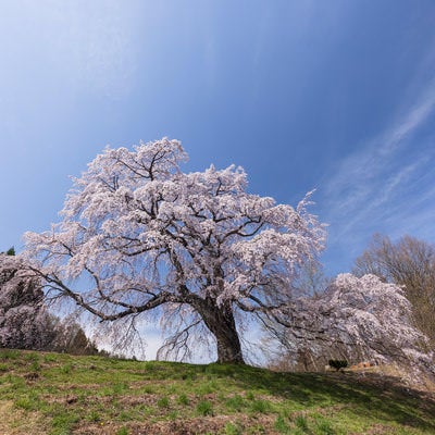 青空の残る薄雲と五斗蒔田桜の写真