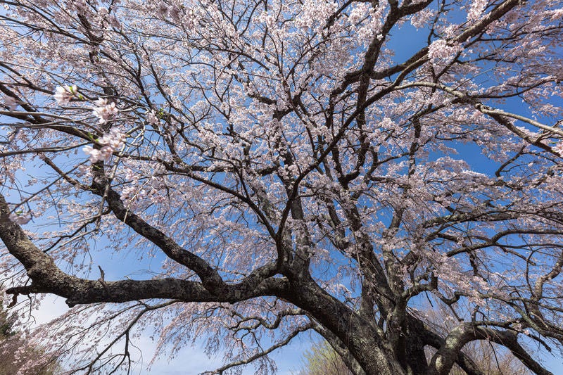 青空に伸びる満開の一本桜（五斗蒔田桜）の写真