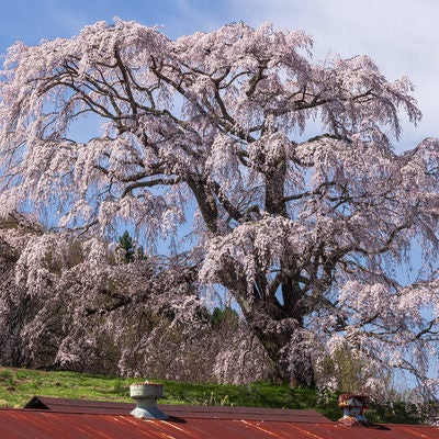 錆び付いたトタン屋根と五斗蒔田桜の写真