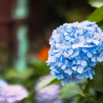 街角の紫陽花の写真