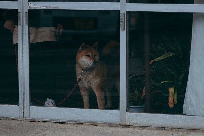 寂しげなドージ（柴犬）の写真