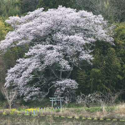 満開時の大和田稲荷神社の子授け桜の写真