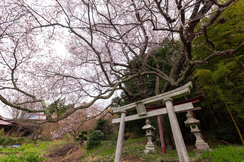 子授け櫻の枝ぶりと鳥居の写真