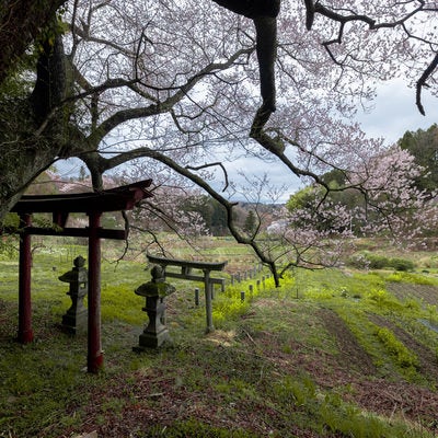 子授け櫻の前の鳥居の写真