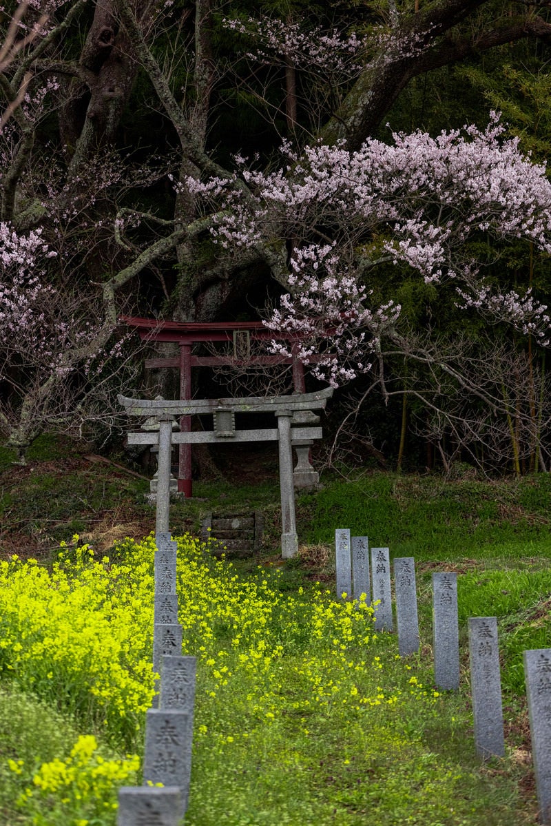 鳥居へ続く菜の花と子授け櫻の写真