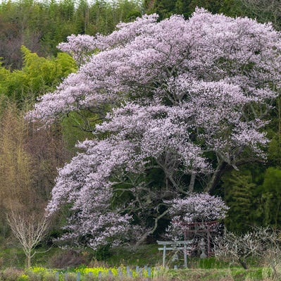 満開の子授け櫻の景観の写真