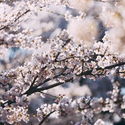 開花した桜と蕾（笹原川の千本桜）の写真