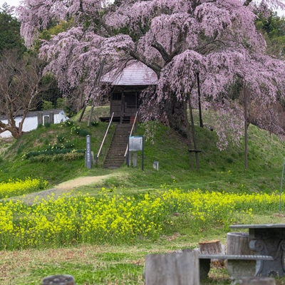 菜の花越しに満開に咲く上石の不動桜の写真