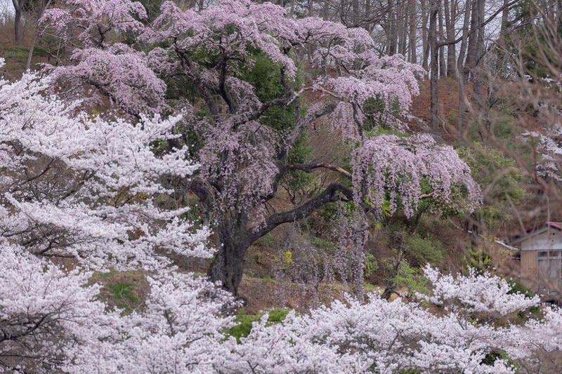 春の訪れと桜に包まれるの写真