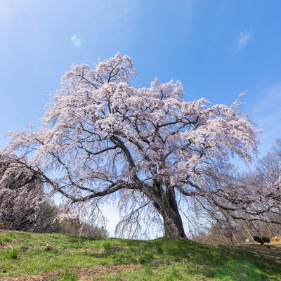 見上げた一本桜（五斗蒔田桜）の写真