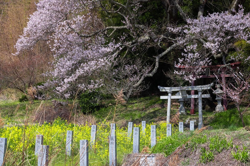 子授け櫻前の菜の花ロードの写真