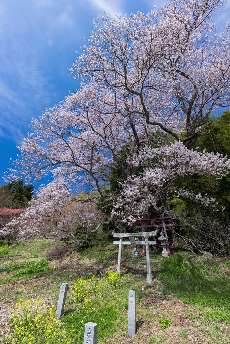 「満開の子授け櫻までの菜の花の絨毯」の写真