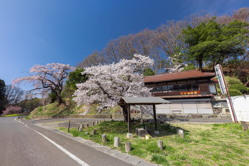 春の伊勢桜小屋で見る桜の風景の写真