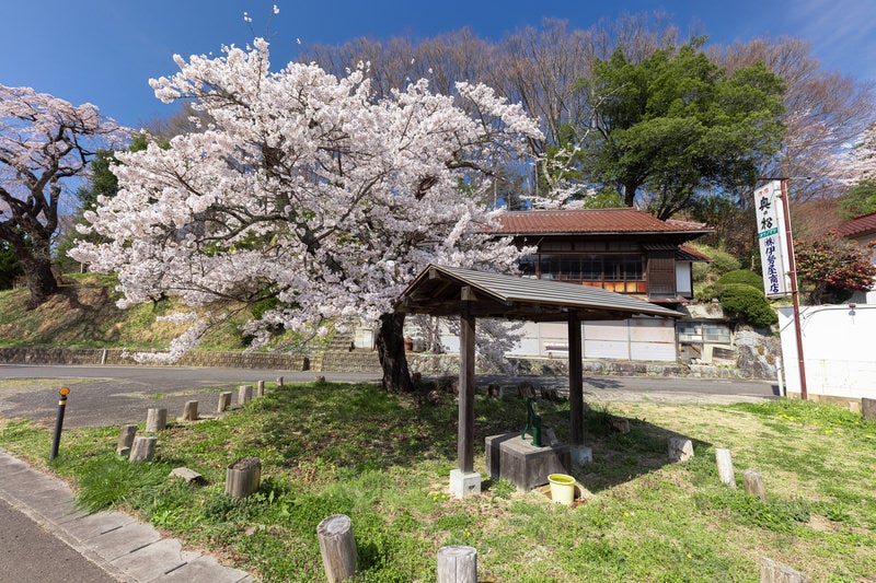 伊勢桜近辺に咲くの下の井戸の写真