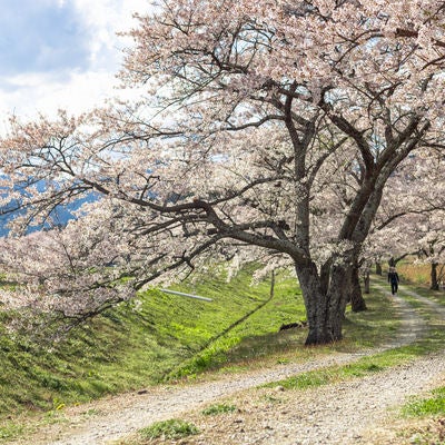 笹原川の千本桜に進む道の写真