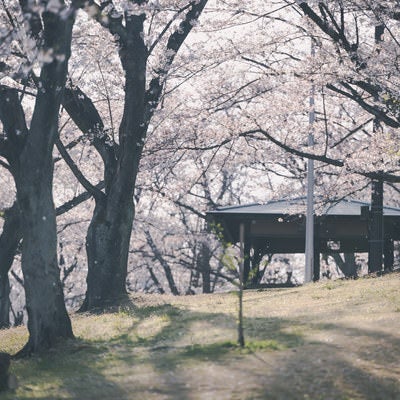 逢瀬公園に散る桜の写真