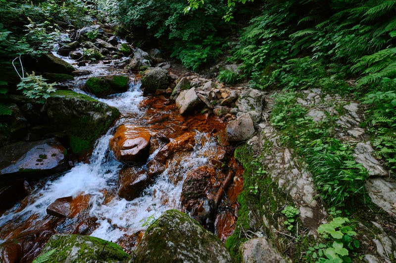 一の沢川沿いの登山道の写真