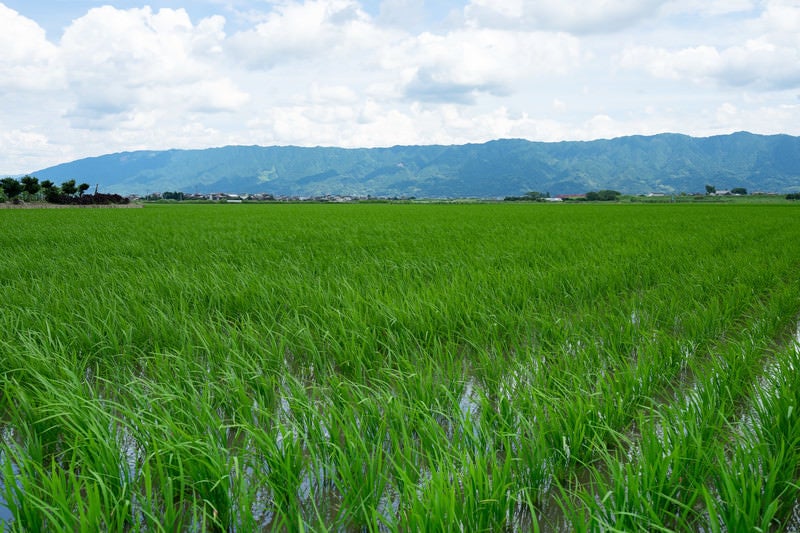 初夏の水田の写真