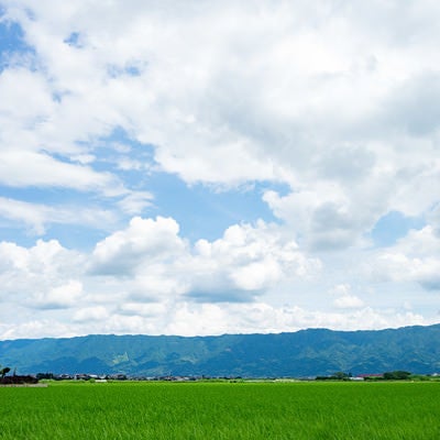 初夏の大刀洗の田畑の写真