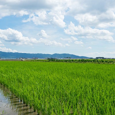 広がる田畑（福岡県大刀洗町）の写真