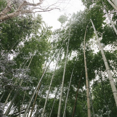 雪と竹林の写真