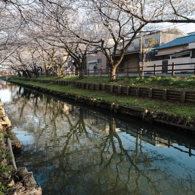 桜トンネル（新河岸川）の写真