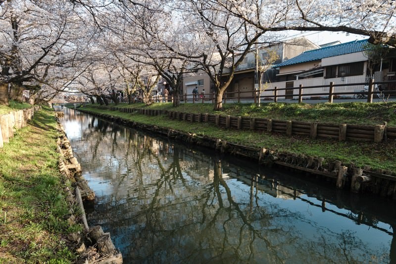 桜トンネル（新河岸川）の写真