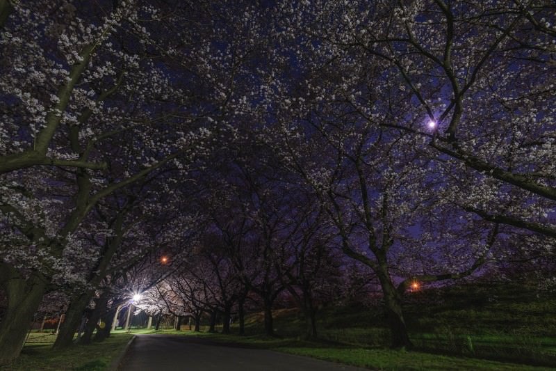 夜桜並木の写真