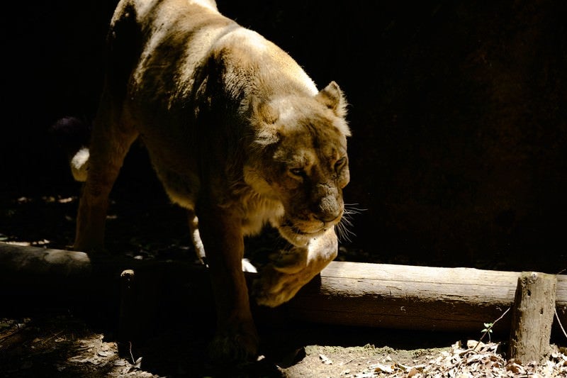 暗闇から突然現れる猛獣（ライオン♀）の写真