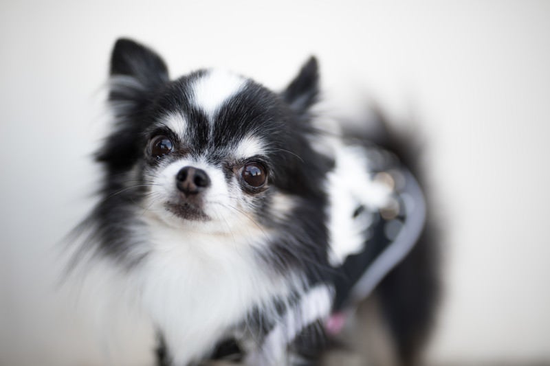 警戒する小型犬（チワワ）の写真