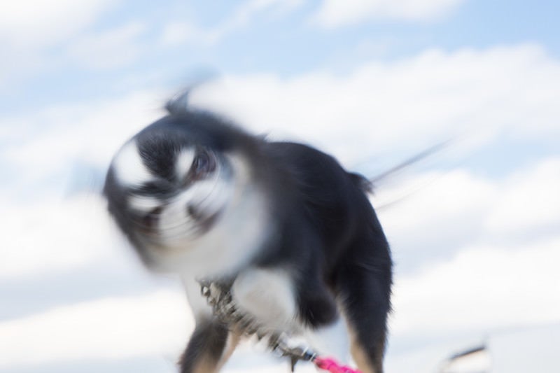 冷たたたたたたたたたたたた（犬ドリル）の写真