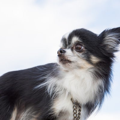 振り返る犬の写真