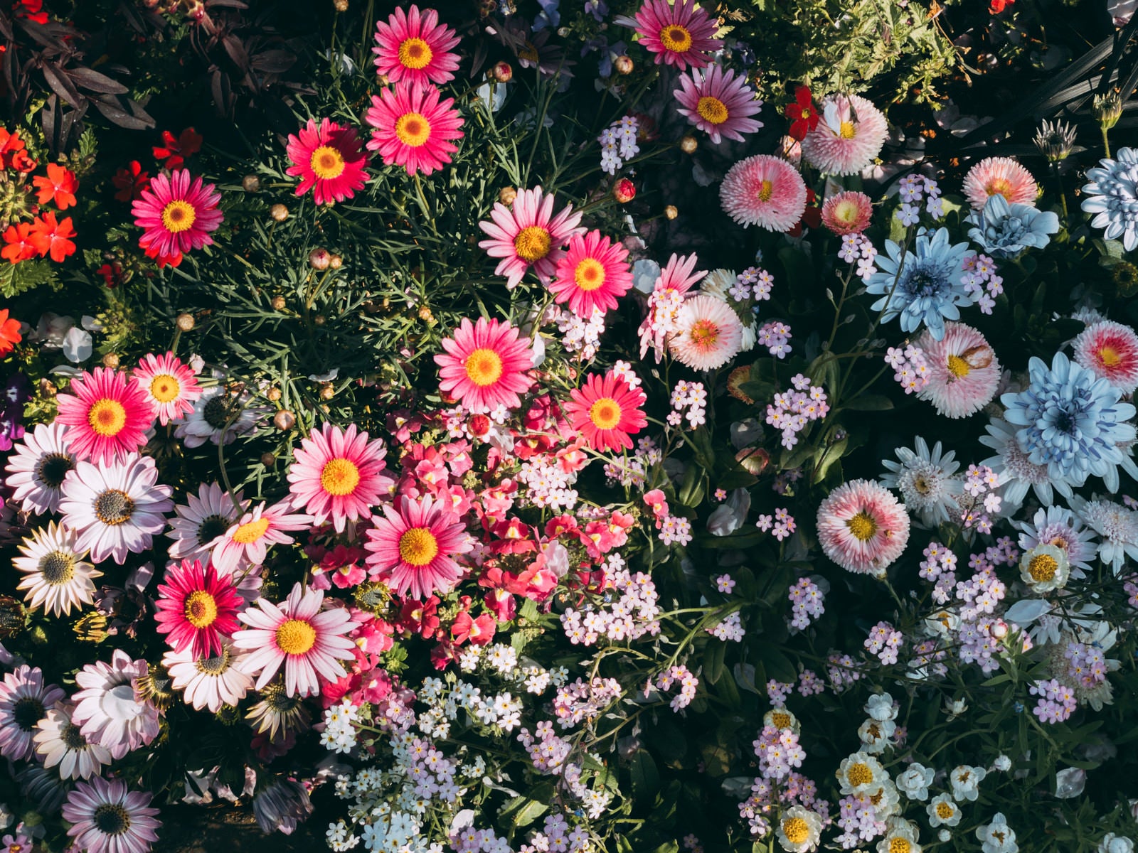 「赤いお花が彩る花壇」の写真